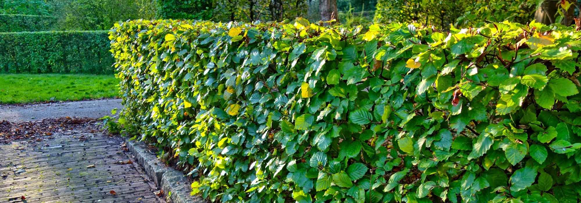 Wie pflanzt man eine Hecke?