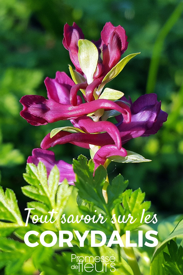 Corydalis: Pflanzung, Pflege und Tipps zur Kultivierung