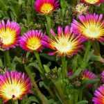 Mittagsblume, Mittagsblume: Pflanzen und Kultivieren