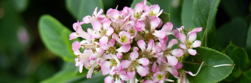 Escallonia