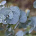 Eukalyptus: Pflanzen, Rückschnitt und Pflege