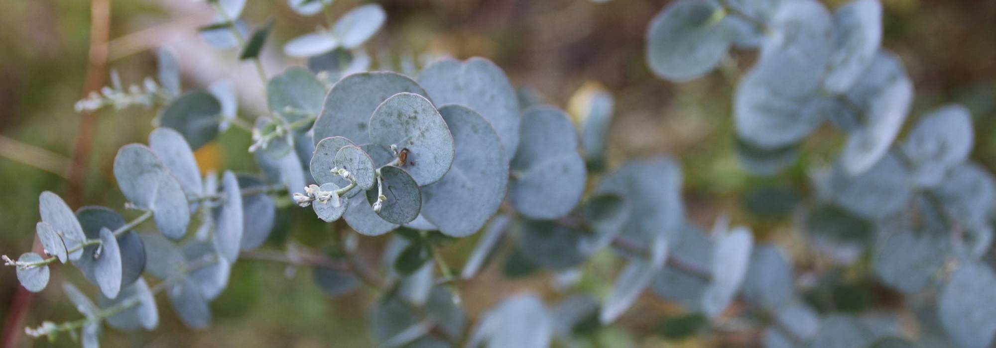 Eukalyptus: Pflanzen, Rückschnitt und Pflege