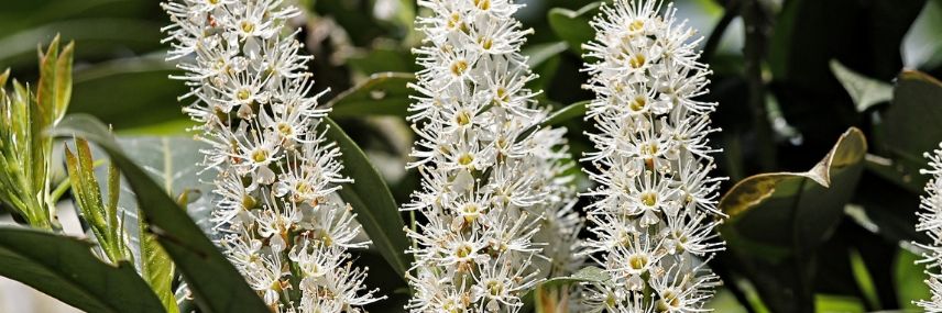 Prunus laurocerasus, schnellwachsende Hecke