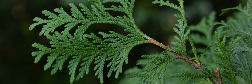 Leyland-Zypresse, schnellwachsende Hecke