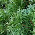 Schnell wachsende Hecke: 10 Sträucher für eine schnell wachsende Hecke