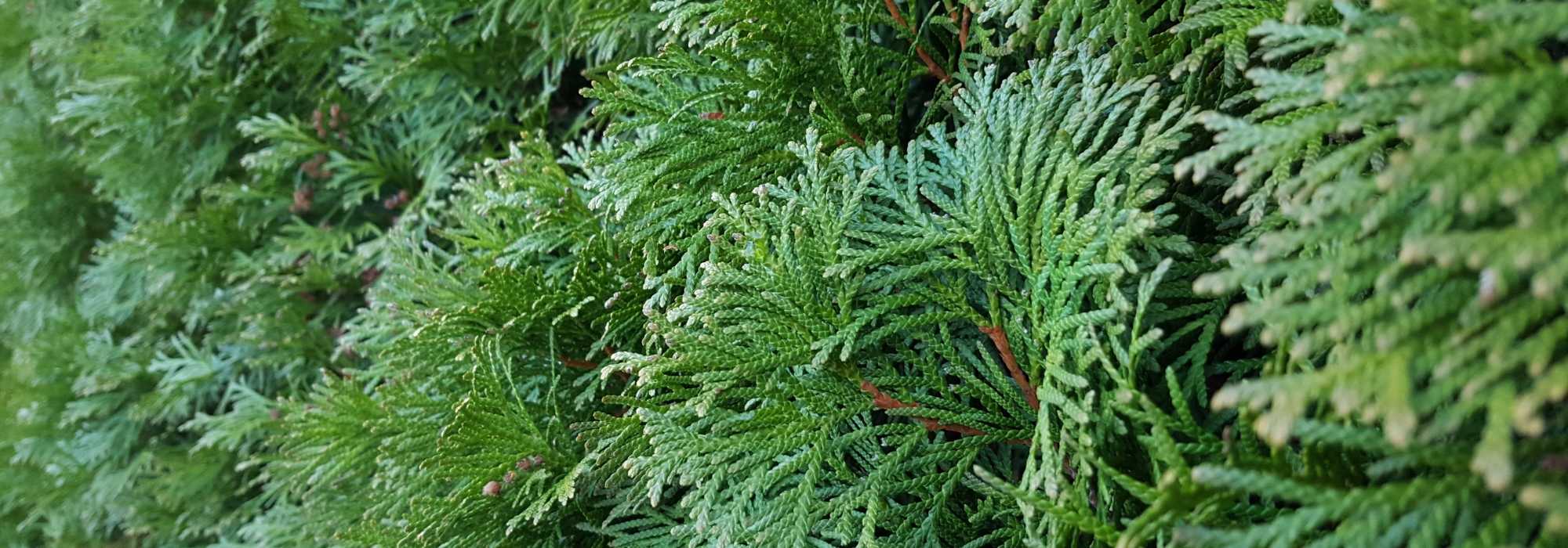 Schnell wachsende Hecke: 10 Sträucher für eine schnell wachsende Hecke