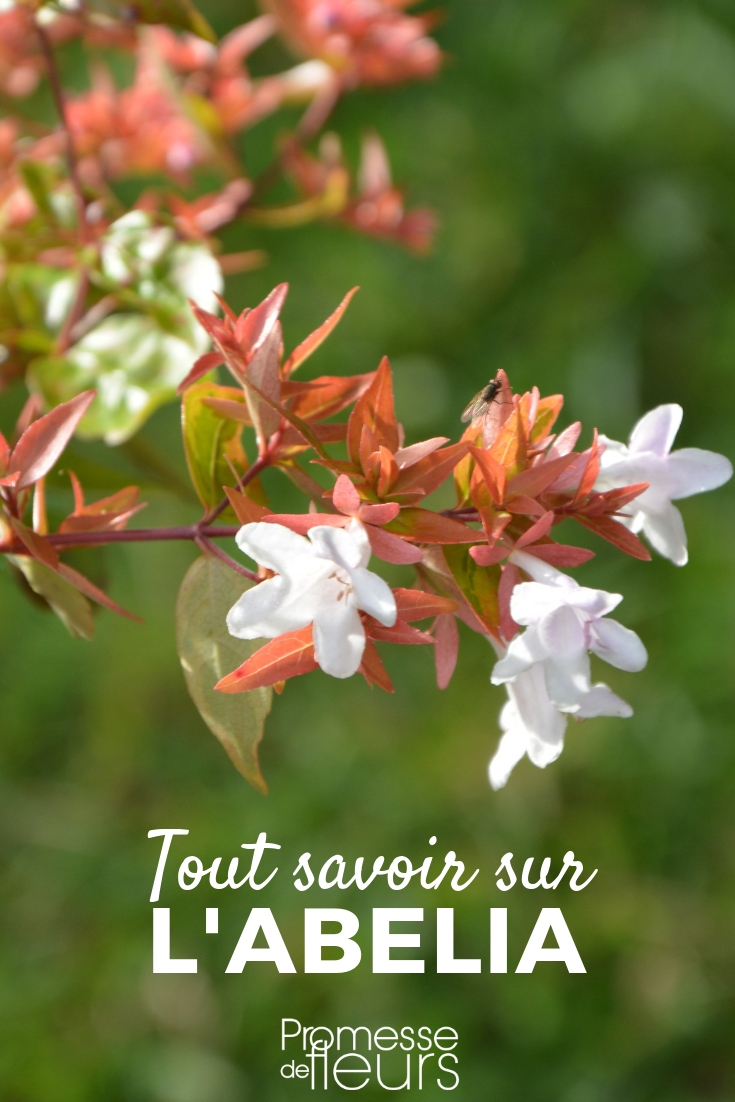 Abelia, alles Wissenswerte Abelia: Pflanzen, Pflegen, Schneiden