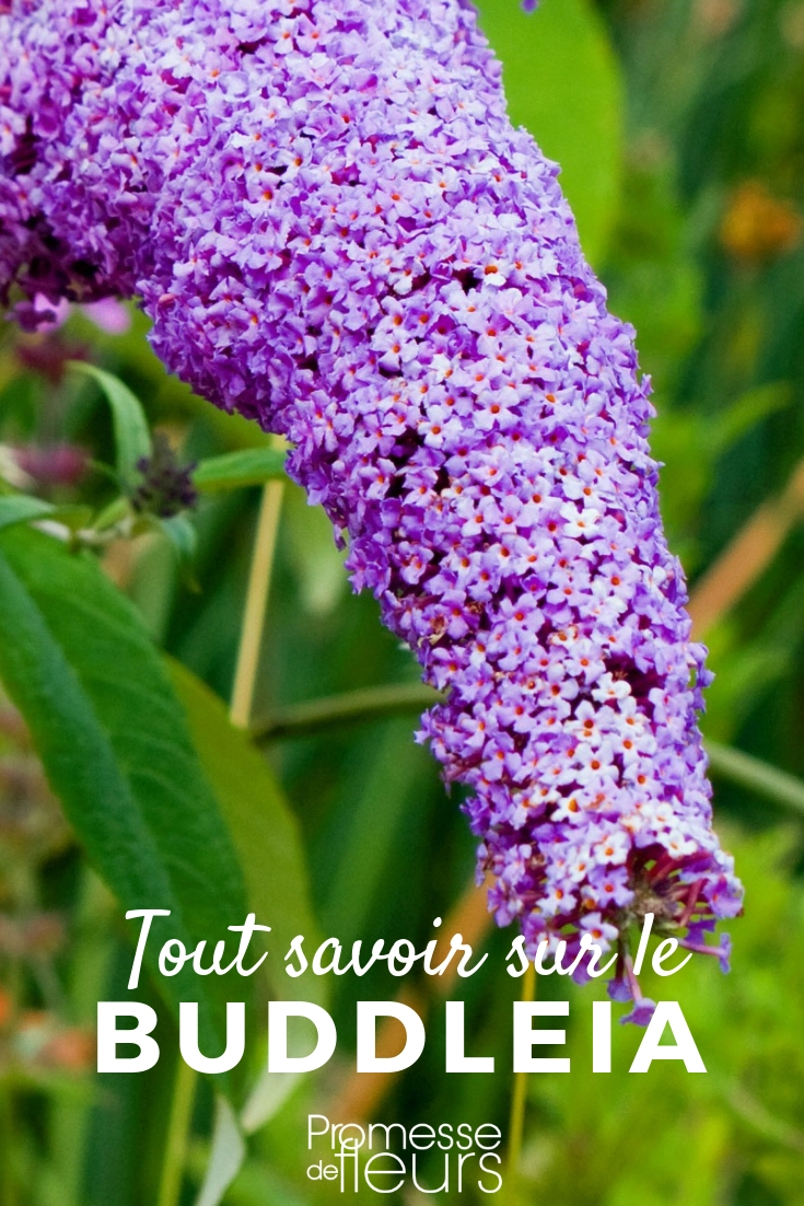 Buddleia - Schmetterlingsflieder _ Alles Wissenswerte Buddleia, Schmetterlingsflieder