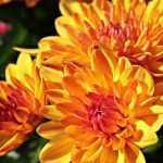 Chrysantheme: Pflanzung, Pflege, Rückschnitt