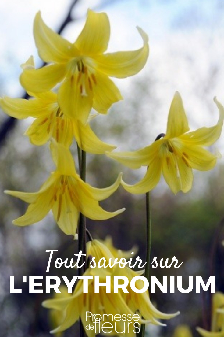 Erythronium Erythronium: Pflanzen, Pflegen