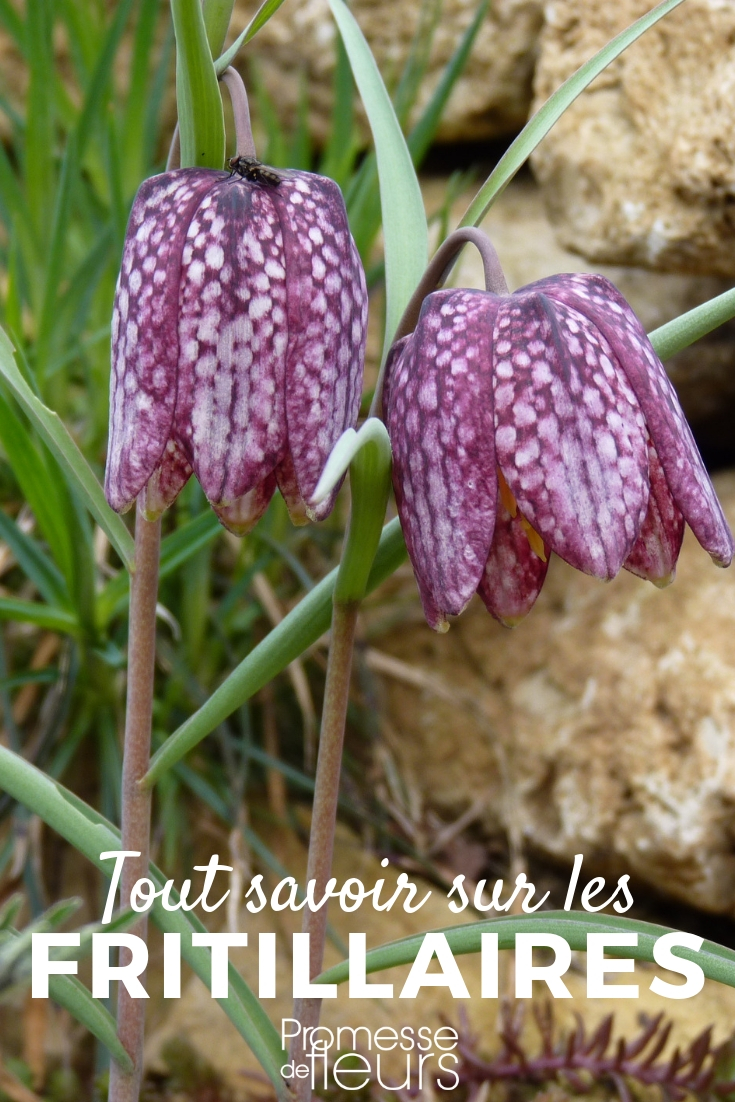 Fritillaria - Alles, was Sie wissen müssen