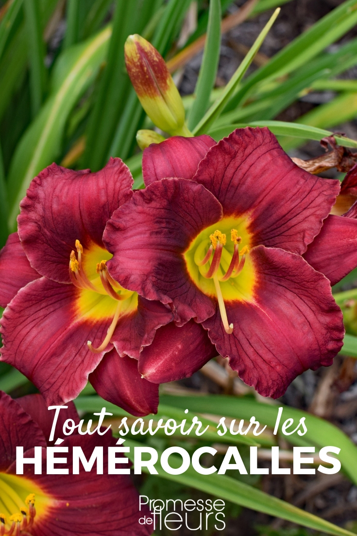 Hemerocallis, Taglilie - Pflanzung, Pflege und Tipps

Die Hemerocallis, auch bekannt als Taglilie, ist eine beliebte Staude, die mit ihren farbenfrohen Blüten jeden Garten bereichert. Hier sind einige Ratschläge zur Pflanzung, Pflege und zum richtigen Standort, um das Beste aus dieser Pflanze herauszuholen.

**Pflanzung:**
- Wählen Sie einen sonnigen bis halbschattigen Standort.
- Der Boden sollte gut durchlässig und humusreich sein.
- Pflanzen Sie die Taglilien im Frühjahr oder Herbst, wobei der Abstand zwischen den Pflanzen etwa 30 bis 60 cm betragen sollte.

**Pflege:**
- Gießen Sie regelmäßig, besonders während der Wachstumsphase und bei Trockenheit.
- Düngen Sie im Frühjahr mit einem ausgewogenen Dünger, um das Wachstum und die Blüte zu fördern.
- Entfernen Sie verblühte Blüten, um die Pflanze zu stärken und eine zweite Blüte zu fördern.

**Tipps:**
- Teilen Sie die Pflanzen alle 3 bis 4 Jahre, um ihre Vitalität zu erhalten.
- Schützen Sie die Taglilien im Winter mit einer Schicht Mulch, besonders in kälteren Regionen.

Mit diesen einfachen Schritten können Sie die Schönheit und Langlebigkeit Ihrer Hemerocallis genießen und Ihren Garten in ein farbenfrohes Paradies verwandeln.
