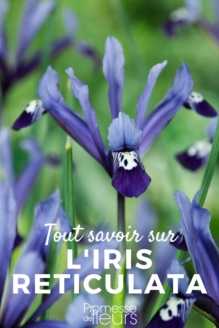 Iris reticulata Iris reticulata: Pflanzung, Pflege
