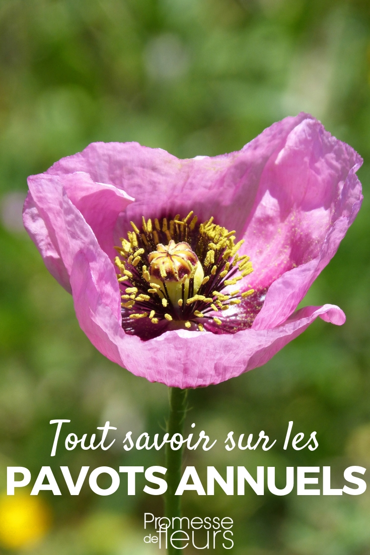 Einjährige Mohnblumen, Papaver: Aussaat, Pflege - Unsere Tipps