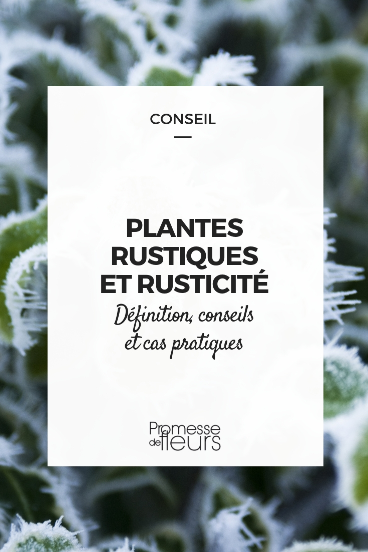 Pflanzenhärte und Winterhärte: Definition, Tipps