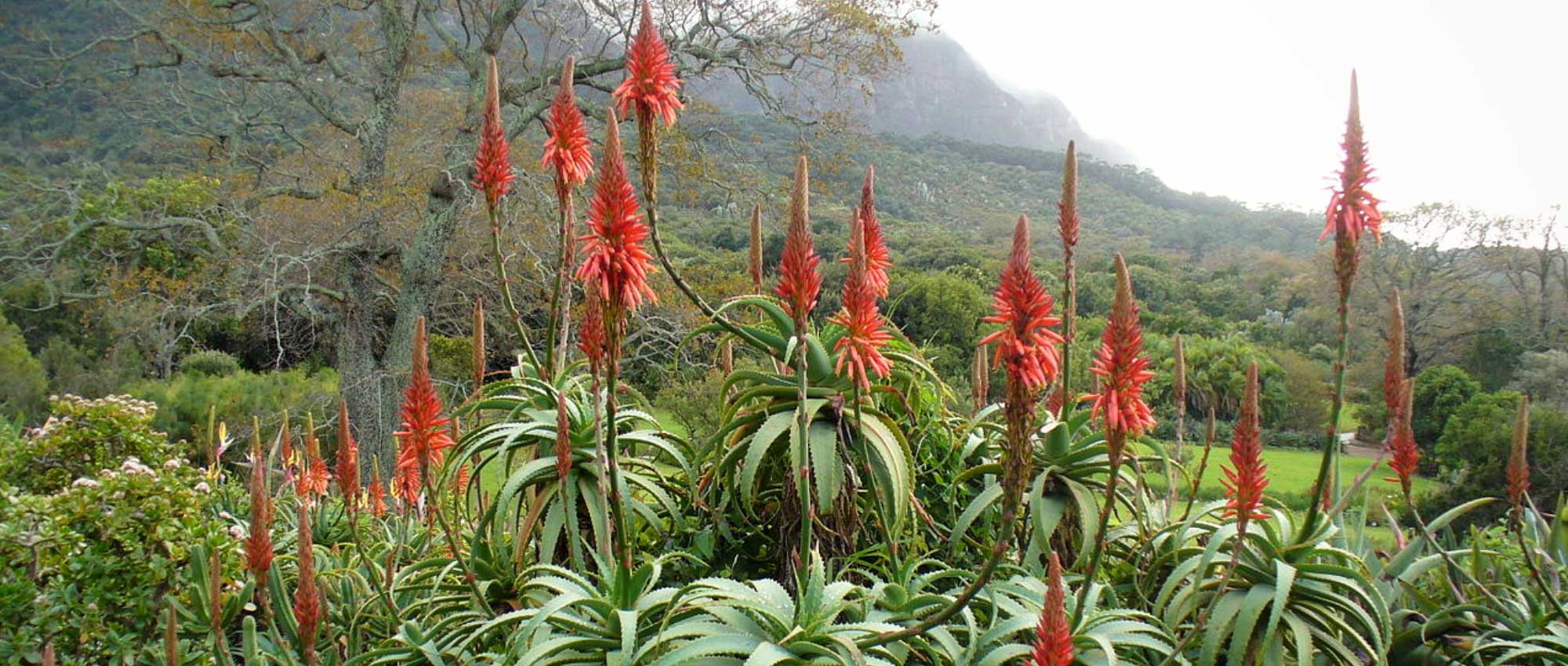 Aloe: Pflanzen, Kultivieren und Pflegen
