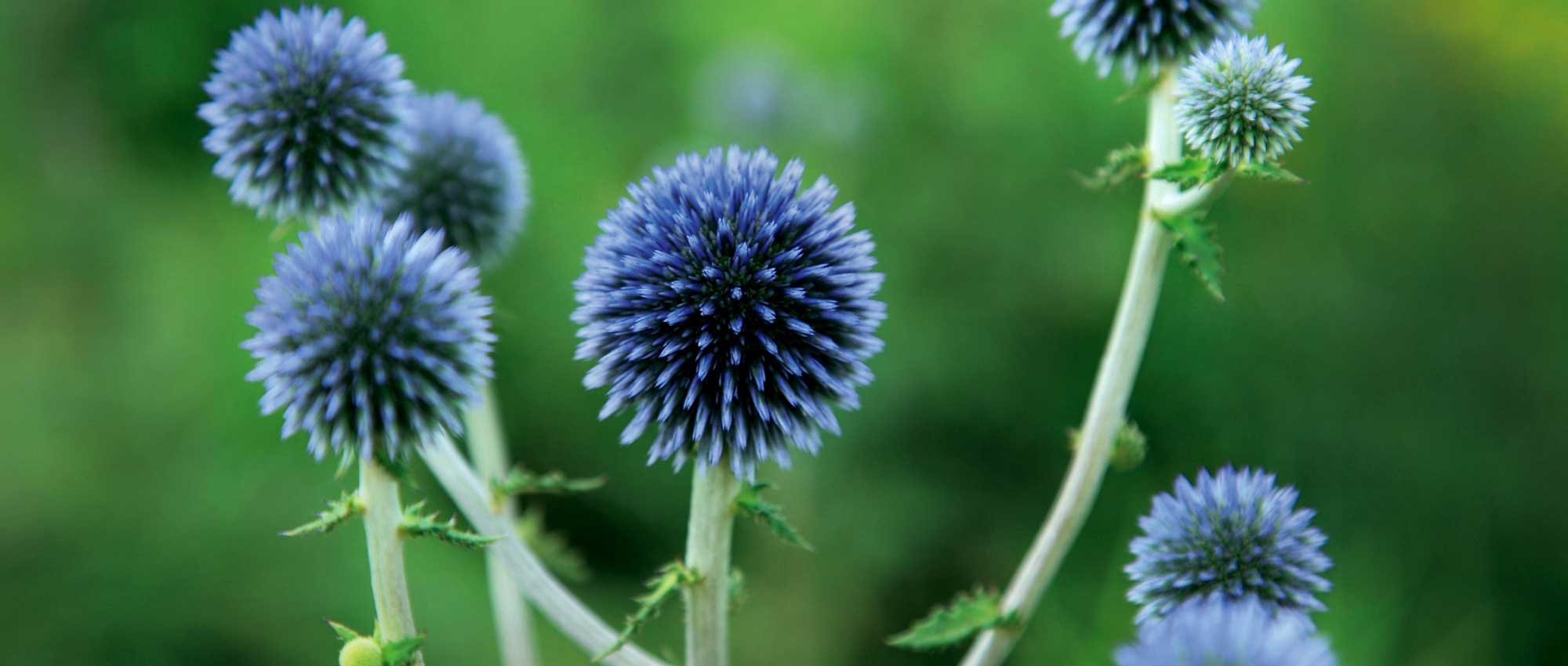 Kugeldistel: Pflanzen, Kultivieren und Pflegen