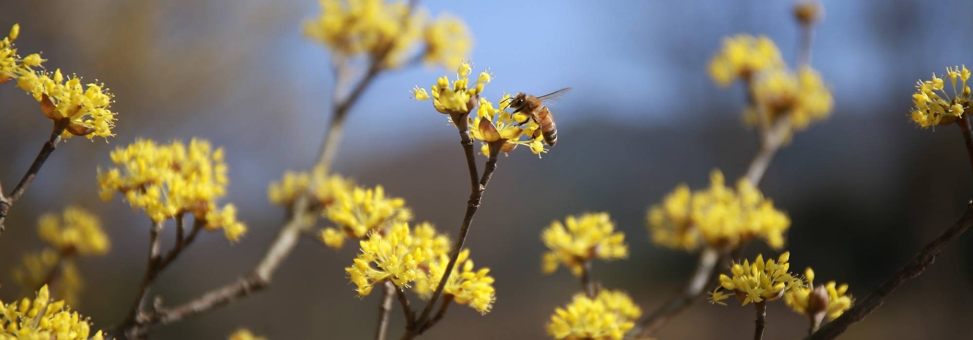 Eine natürliche Hecke zur Förderung der Biodiversität