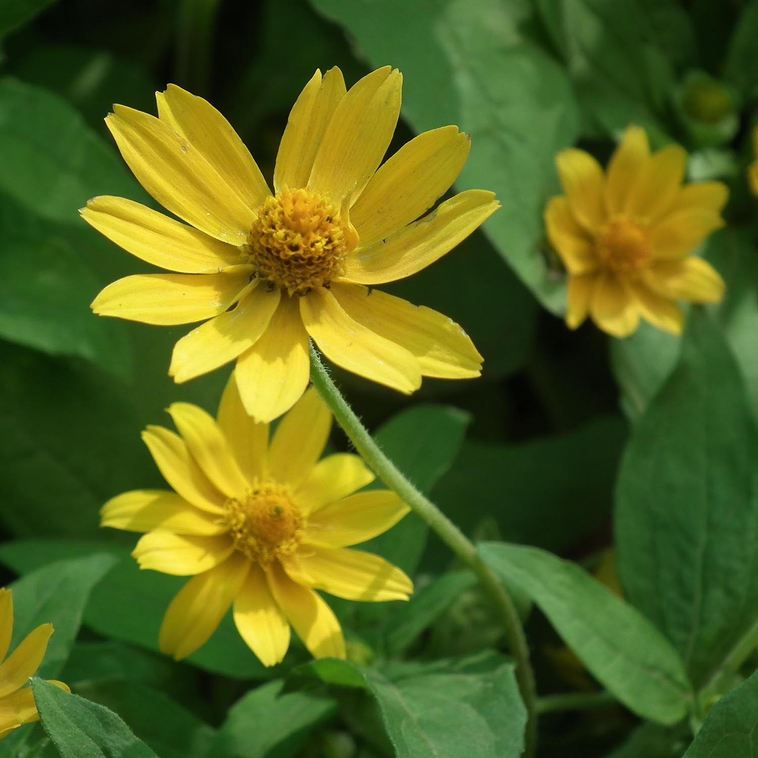 Mehrjährige Sonnenblume, Sonne: Pflanzung, Kultur, Pflege