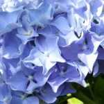 Die Farbe der Hortensien