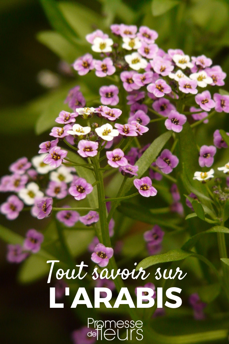 Arabis, Gänsekresse: Pflanzen, Pflegen, Schneiden