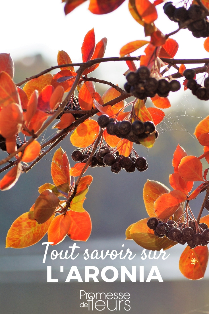 Aronia, Aronia: Pflanzen, Schneiden, Pflegen