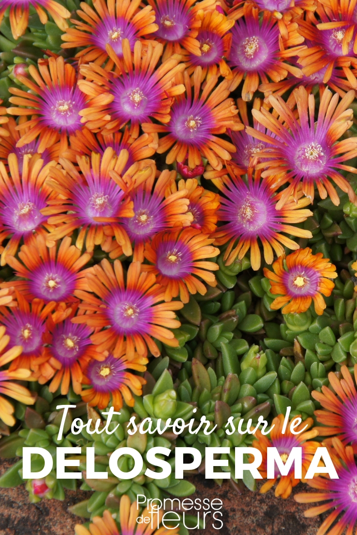 Delosperma, das lebende Portulak