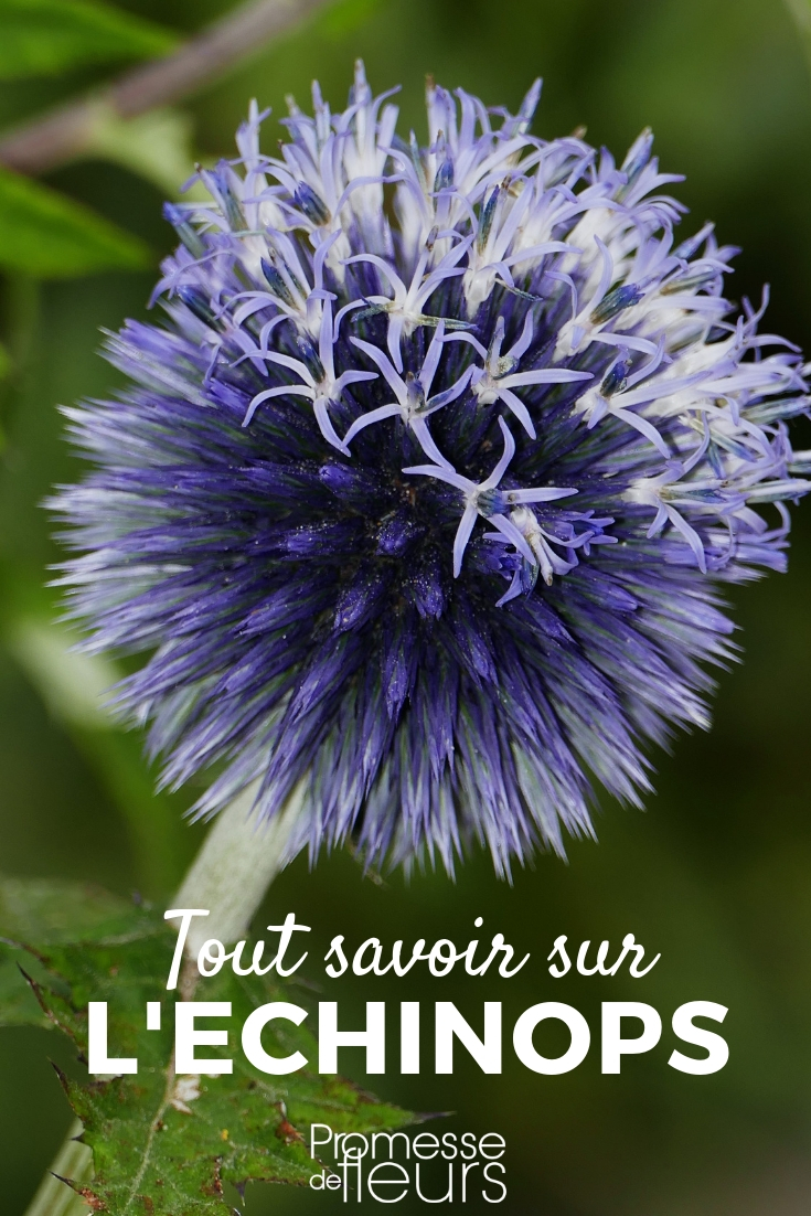 Echinops, Kugeldistel, blaue Kugeldistel