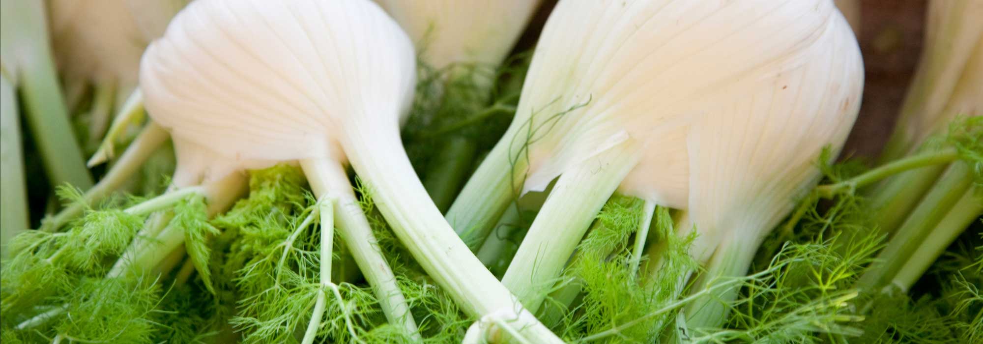 Fenchel: Aussaat, Anbau, Pflege und Ernte