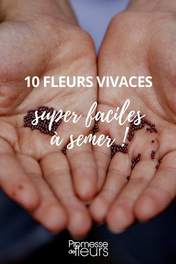10 mehrjährige Blumen, die sich leicht durch Aussaat vermehren lassen