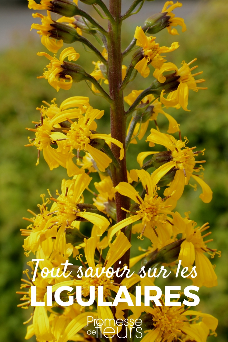 Ligularie, Ligularia: Pflanzen und Pflegen