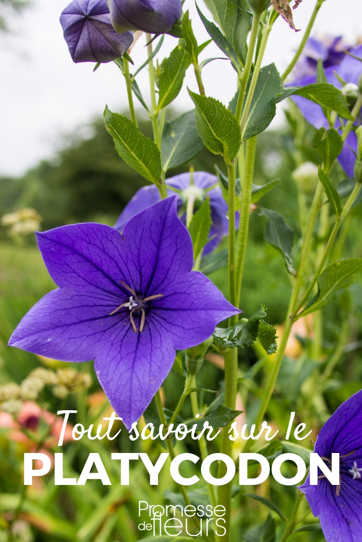 Platycodon: Pflanzung, Pflege - Unsere Tipps