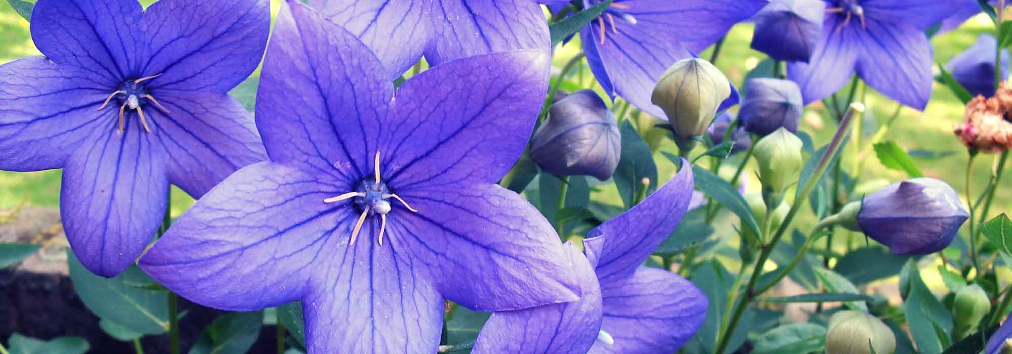 Ballonblume: Pflanzung, Kultivierung, Pflege