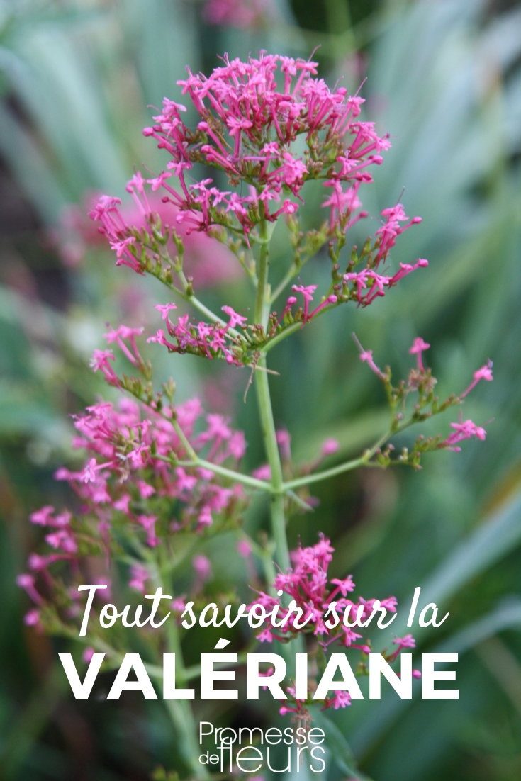 Valerian, Centranthus: Säen, Pflanzen, Pflegen