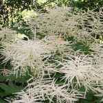 Aruncus (Geißbart): pflanzen, pflegen, kultivieren