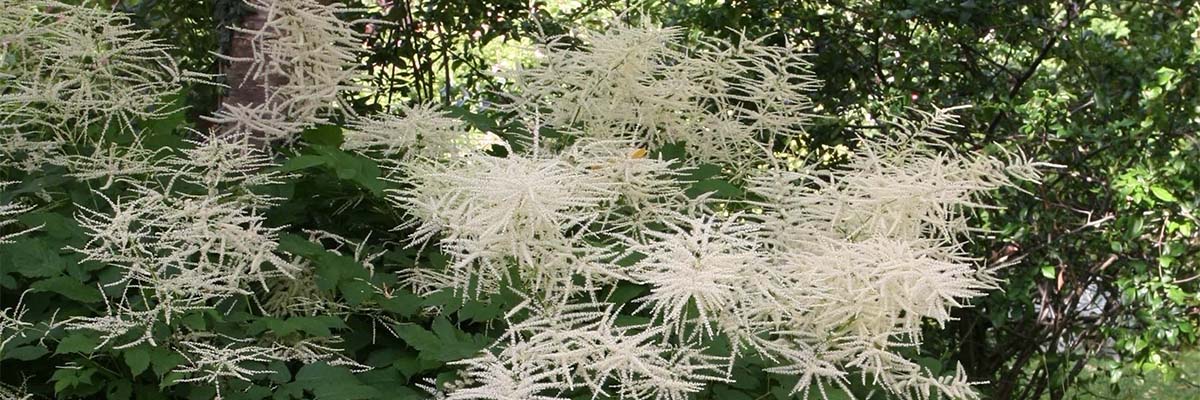 Aruncus (Geißbart): pflanzen, pflegen, kultivieren