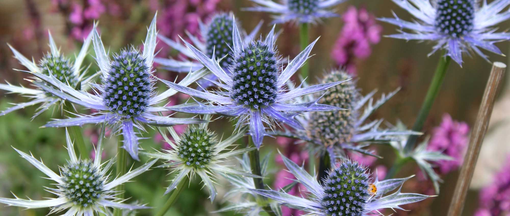 Eryngium, Mannstreu: Pflanzen und Pflege
