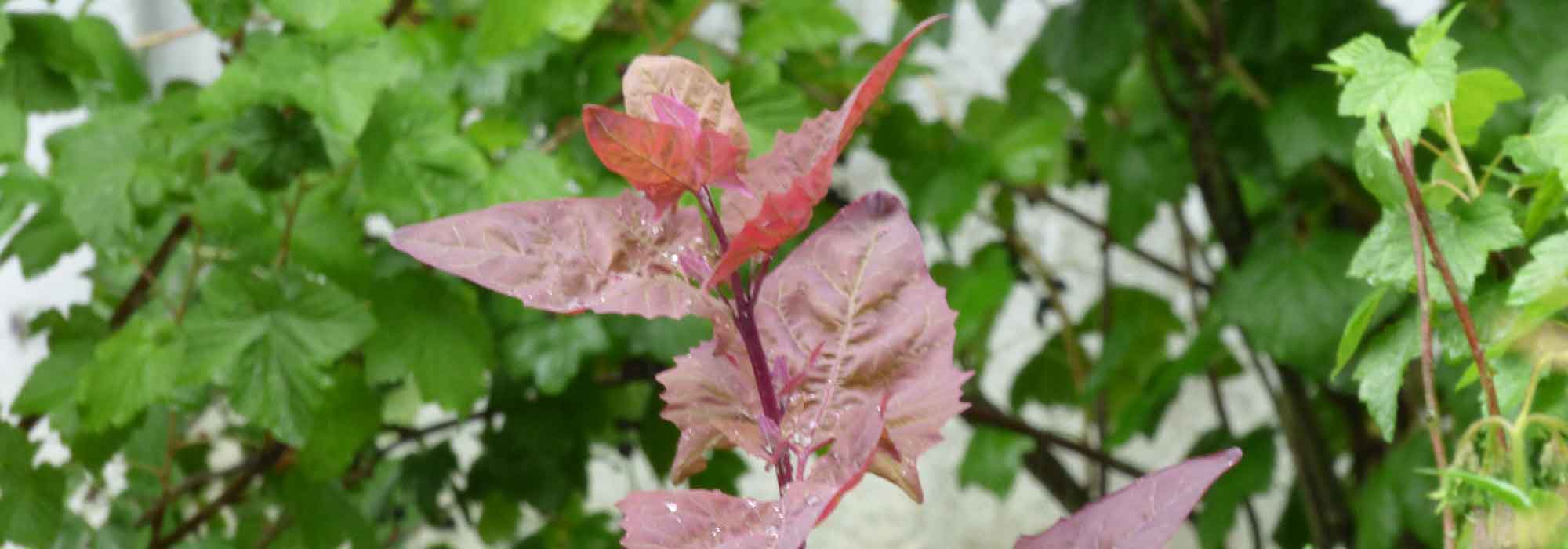 Gartenmelde: Aussaat, Anbau, Ernte