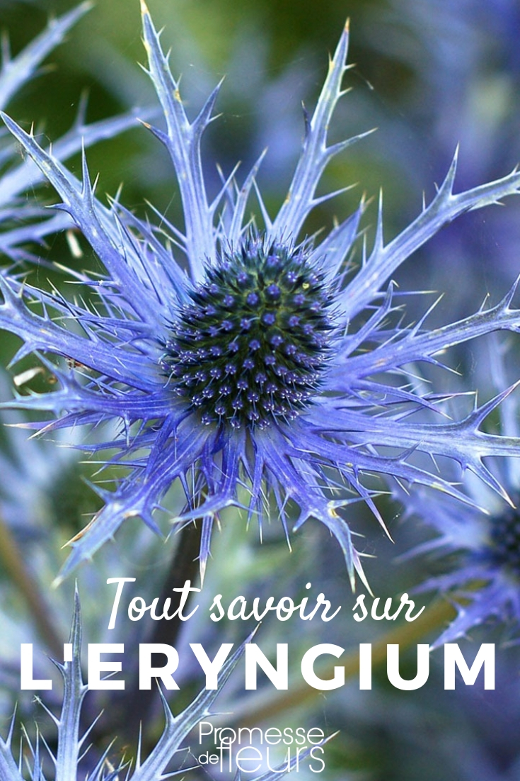 Eryngium oder Mannstreu: Alles, was Sie wissen müssen