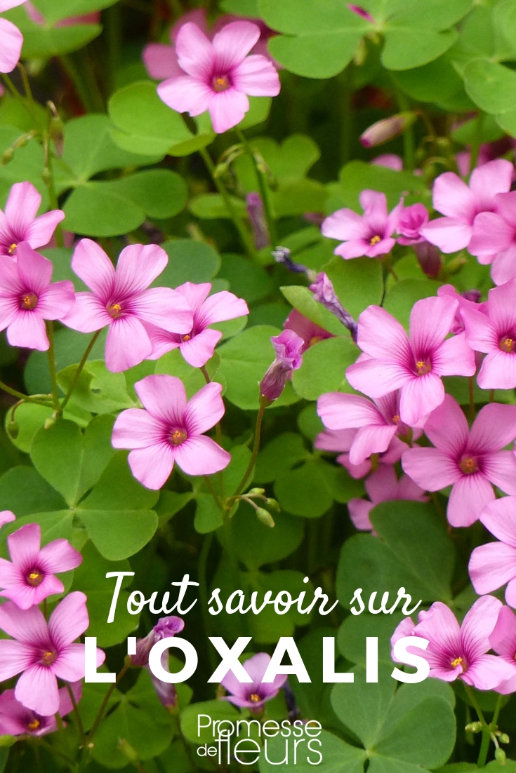 Oxalis: Alles, was Sie wissen müssen, um ihn erfolgreich im Garten zu kultivieren