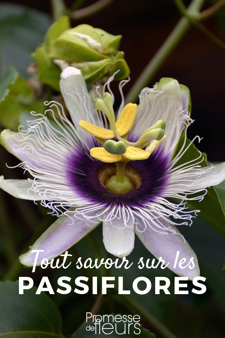 Passionsblume, Blume der Passion