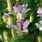 Höckerblume, Krötenlilie: Pflanzen, Pflege