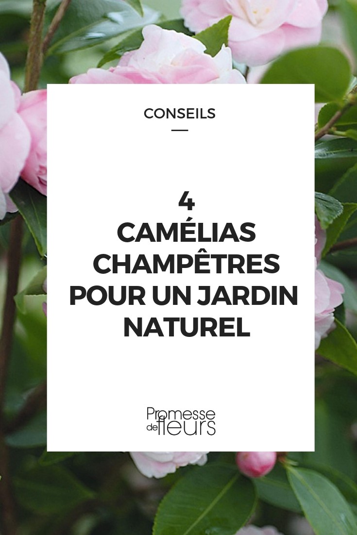 Camellia champêtres
