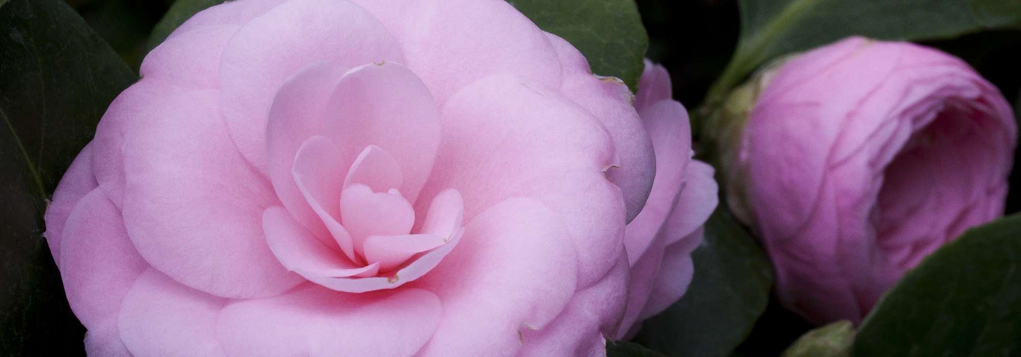 6 Japanische Kamelien für jeden Garten