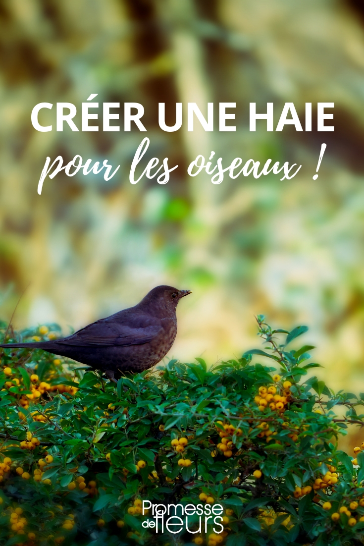Eine Hecke für Vögel anlegen