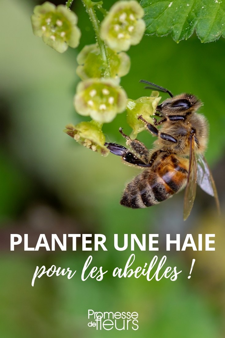 Eine bienenfreundliche Hecke pflanzen