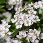 Weißdorn (Crataegus): Pflanzen, Rückschnitt, Pflege