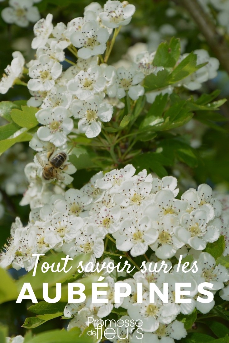 Crataegus – Alles, was Sie wissen müssen