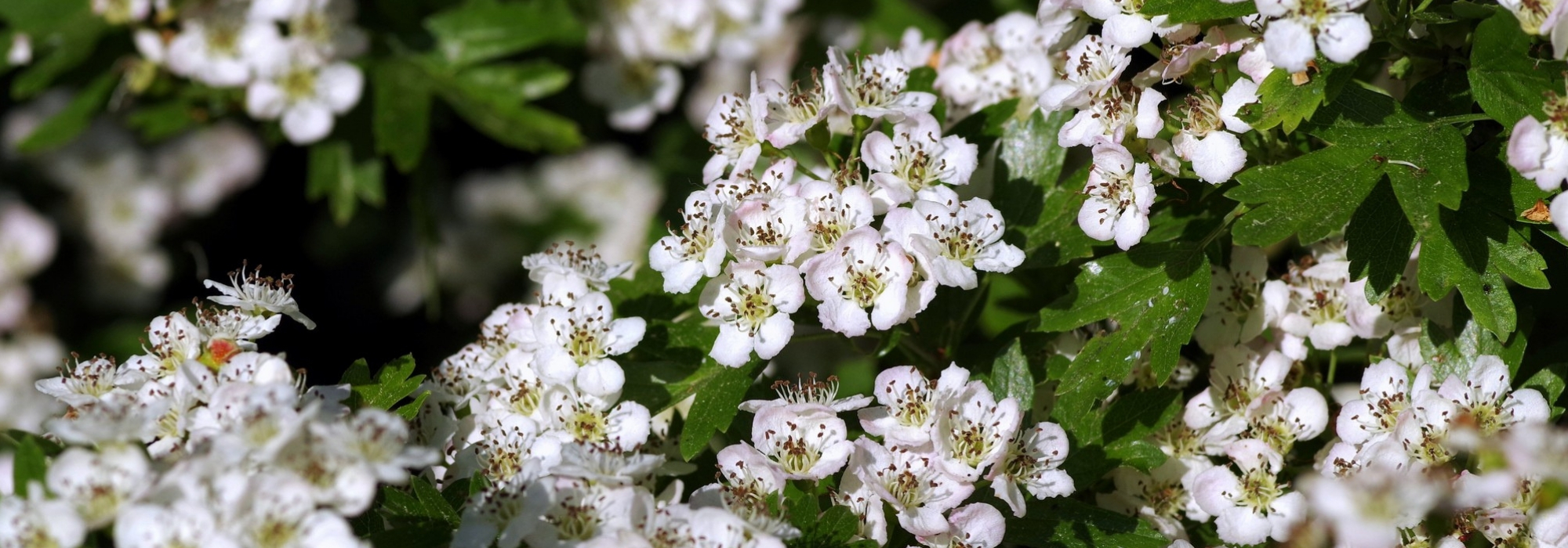 Weißdorn (Crataegus): Pflanzen, Rückschnitt, Pflege