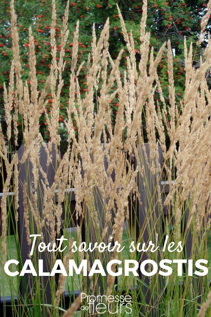 Calamagrostis: Pflanzen, Schneiden, Pflege